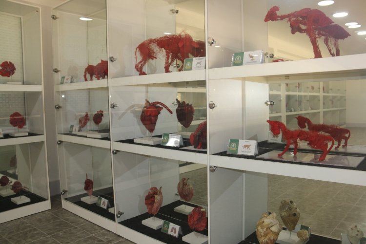 Анатомический музей