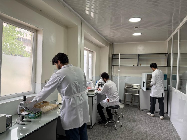 Морфологический корпус